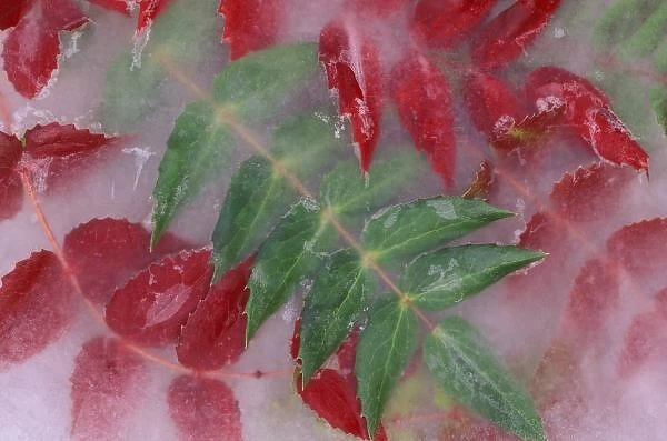 NA, USA, Washington, Issaquah. Ice encased Mahonia green  /  red