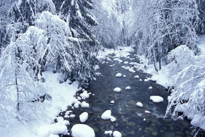 Framed Print : NA, USA, Washington, King County, Fresh snow on Denny Creek Framed Print : NA, USA, Washington, King County, Fresh snow on Denny Creek