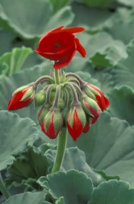 Framed Print : NA, USA, Washington, La Conner Red flower and buds of tango geranium