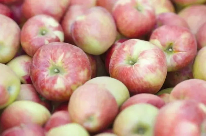 Framed Print : NA; USA; Washington; Lake Chelan; Honeycrisp apples (selective focus) Framed Print : NA; USA; Washington; Lake Chelan; Honeycrisp apples (selective focus)