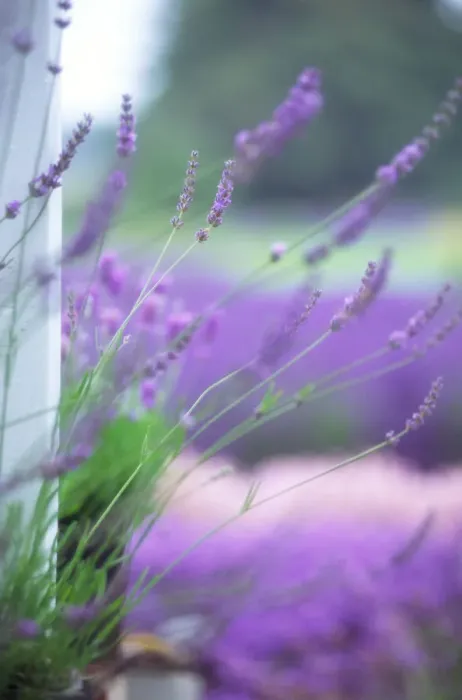 Framed Print : NA, USA, Washington, Lavender close-up at Lavender farm in Sequim Framed Print : NA, USA, Washington, Lavender close-up at Lavender farm in Sequim