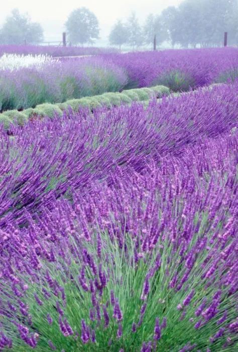 Framed Print : NA, USA, Washington, Lavender Field, Sequim Framed Print : NA, USA, Washington, Lavender Field, Sequim