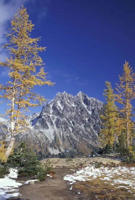 Framed Print : NA, USA, Washington, Mount Stewart Range Mount Stewart with golden larch trees Framed Print : NA, USA, Washington, Mount Stewart Range Mount Stewart with golden larch trees