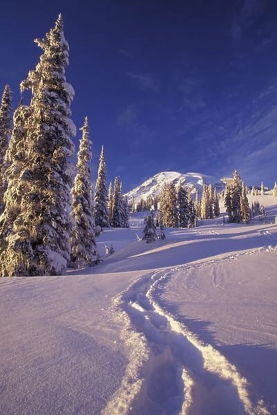 NA, USA, Washington, Mt. Rainier NP, Snowshoe tracks in the Paradise area