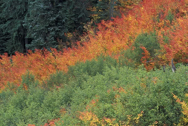NA, USA, Washington, Mt. Rainier NP Autumn color