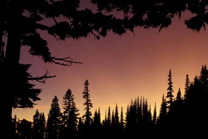 Framed Print : NA, USA, Washington, Mt. Rainier NP Evergreen silhouettes Framed Print : NA, USA, Washington, Mt. Rainier NP Evergreen silhouettes