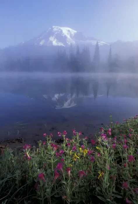 Framed Print : NA, USA, Washington, Mt. Rainier NP Pink monkey flowers and reflection of Mt