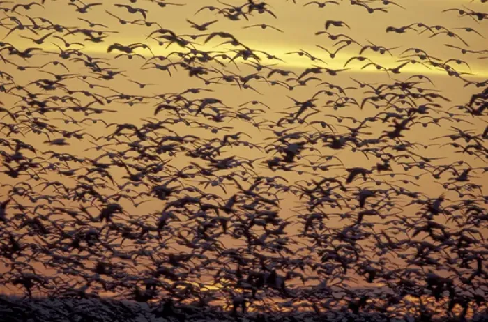 Framed Print : NA, USA, Washington, near Conway. Snow geese fly at dusk in the Skagit Valley Framed Print : NA, USA, Washington, near Conway. Snow geese fly at dusk in the Skagit Valley