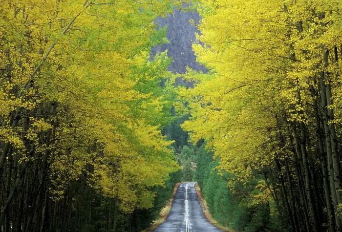 Framed Print : NA, USA, Washington, near White Pass. Teaton River Road with trees in fall color Framed Print : NA, USA, Washington, near White Pass. Teaton River Road with trees in fall color