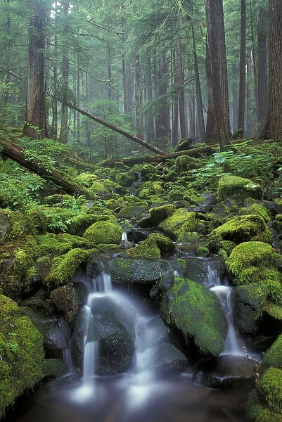 NA, USA, Washington, Olympic National Park, Sol Duc Rainforest Small stream cascading