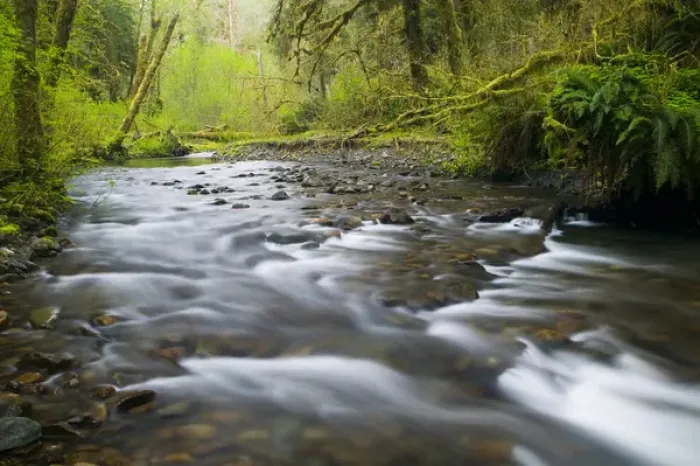Framed Print : NA, USA, Washington, Olympic National Park, Hoh Rainforest, Spring Stream and fresh green