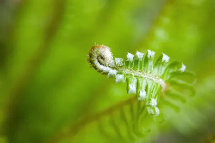 Framed Print : NA, USA, Washington, Olympic National Park, Hoh Rain Forest Spring Fern