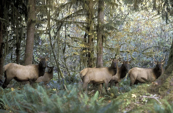 NA, USA, Washington, Olympic NP, Hoh Rainforest Roosevelt elk (Cervus elaphus)