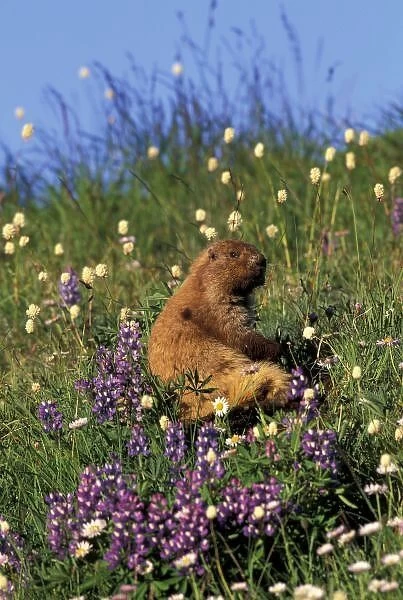 NA, USA, Washington, Olympic NP, Olympic marmot eating flowers in meadow near Obstruction