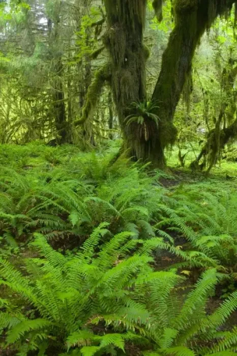Framed Print : NA, USA, Washington, Olympic NP. Fresh Spring green of the rainforest, Spring Fresh Framed Print : NA, USA, Washington, Olympic NP. Fresh Spring green of the rainforest, Spring Fresh