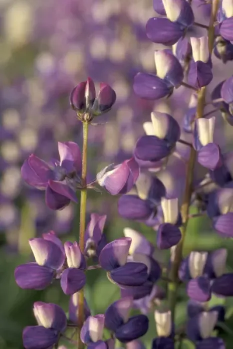Framed Print : NA, USA, Washington, Olympic NP Arctic lupine (Lupinus arcticus)