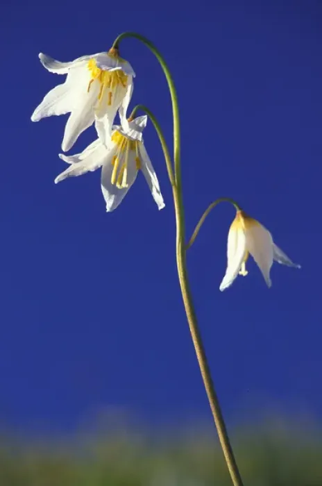 Framed Print : NA, USA, Washington, Olympic NP Avalanche lily trio with blue sky; summer Framed Print : NA, USA, Washington, Olympic NP Avalanche lily trio with blue sky; summer