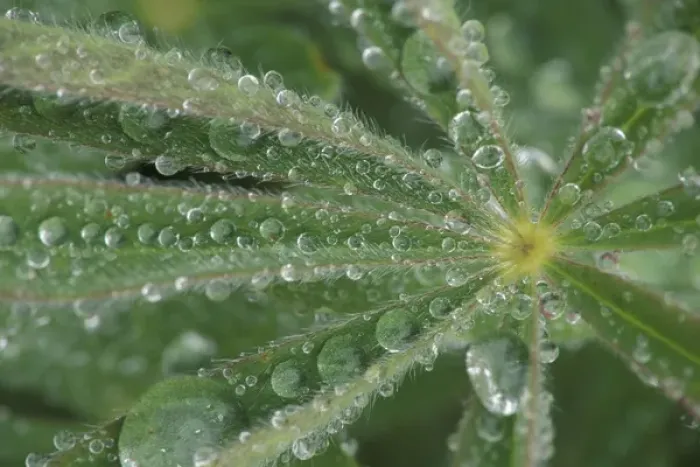 Framed Print : NA, USA, Washington, Olympic NP Dew on lupine leaf Framed Print : NA, USA, Washington, Olympic NP Dew on lupine leaf