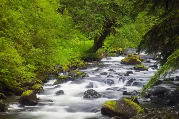 Framed Print : NA, USA, Washington, Oylmpic National Park, Sol Duc River running thru Spring geern Framed Print : NA, USA, Washington, Oylmpic National Park, Sol Duc River running thru Spring geern