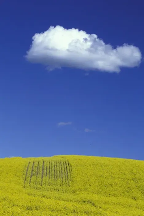 Framed Print : NA, USA, Washington, Palouse area of eastern Washington Canola field and lone cloud
