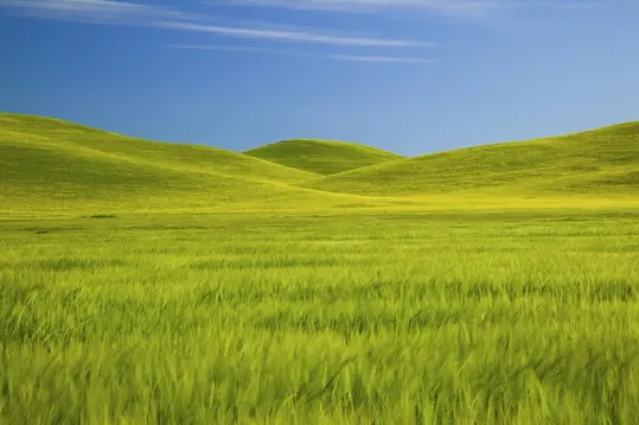 Framed Print : NA, USA, Washington, Palouse Counrty, Fresh Spring Barley and Wheat Fields Framed Print : NA, USA, Washington, Palouse Counrty, Fresh Spring Barley and Wheat Fields