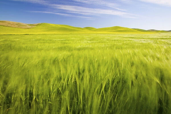 NA, USA, Washington, Palouse Counrty, Fresh Spring Barley and Wheat Fields
