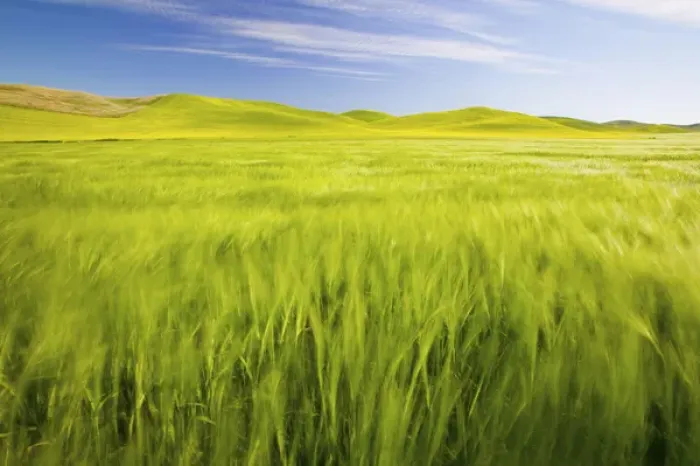 Framed Print : NA, USA, Washington, Palouse Counrty, Fresh Spring Barley and Wheat Fields Framed Print : NA, USA, Washington, Palouse Counrty, Fresh Spring Barley and Wheat Fields