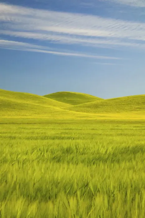 Framed Print : NA, USA, Washington, Palouse Counrty, Fresh Spring Barley and Wheat Fields Framed Print : NA, USA, Washington, Palouse Counrty, Fresh Spring Barley and Wheat Fields