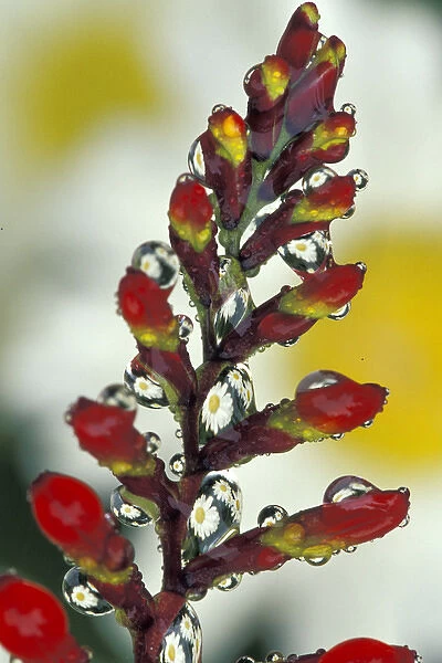 NA, USA, Washington, Sammamish Dew drop on crocosmia flower