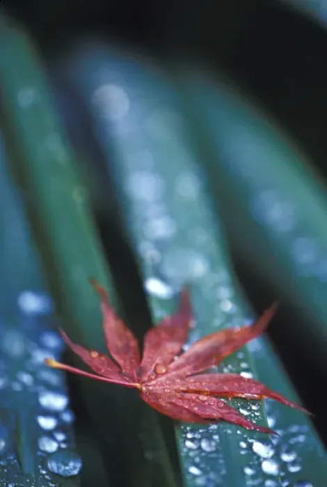 Framed Print : NA, USA, Washington, Sammamish Fallen Japanese maple leaf and dew on iris leaves Framed Print : NA, USA, Washington, Sammamish Fallen Japanese maple leaf and dew on iris leaves