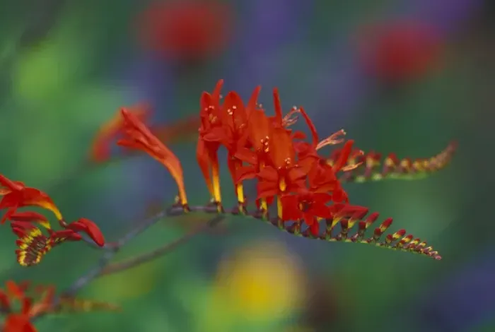 Framed Print : NA, USA, Washington, Sammamish Lucifer; crocosmia