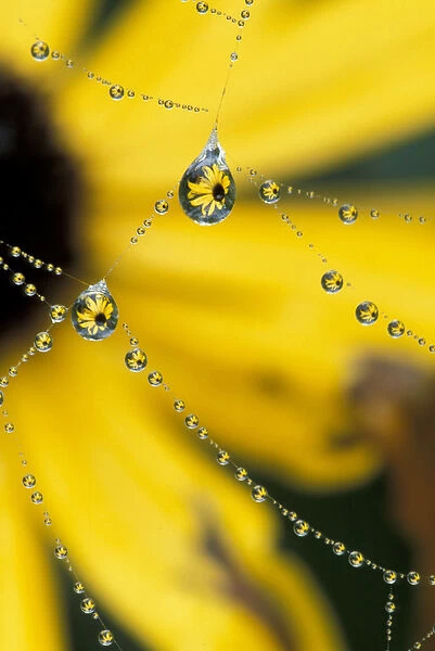NA, USA, Washington, Sammamish Spider web and dew drop reflection