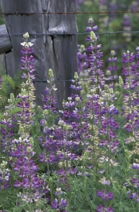 Framed Print : NA, USA, Washington, San Juan Island Foxglove