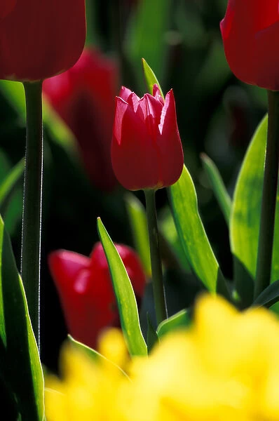NA, USA, Washington, Skagit Valley, Portrait of red tulip at Roozengaarde display garden