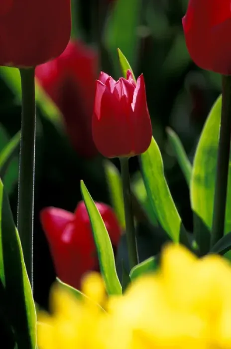 Framed Print : NA, USA, Washington, Skagit Valley, Portrait of red tulip at Roozengaarde display garden Framed Print : NA, USA, Washington, Skagit Valley, Portrait of red tulip at Roozengaarde display garden