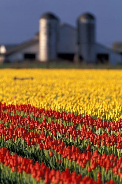 NA, USA, Washington, Skagit Valley, Field of tulips and barn with silos