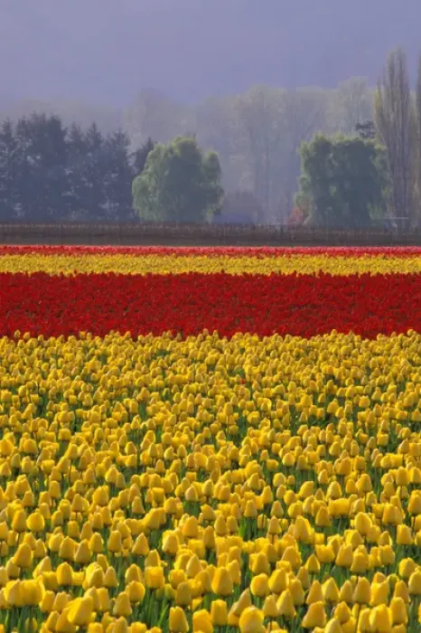 Framed Print : NA, USA, Washington, Skagit Valley, Field of yellow and red tulips with trees in Framed Print : NA, USA, Washington, Skagit Valley, Field of yellow and red tulips with trees in