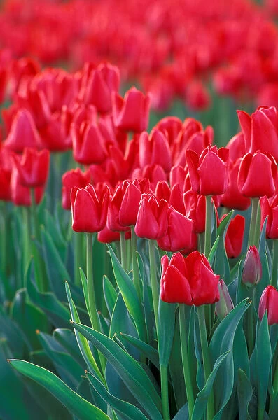 NA, USA, Washington, Skagit Valley, Row of red tulips