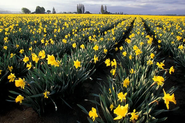 NA, USA, Washington, Skagit Valley, Wide-angle view of daffodil field in early morning