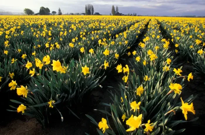 Framed Print : NA, USA, Washington, Skagit Valley, Wide-angle view of daffodil field in early morning Framed Print : NA, USA, Washington, Skagit Valley, Wide-angle view of daffodil field in early morning