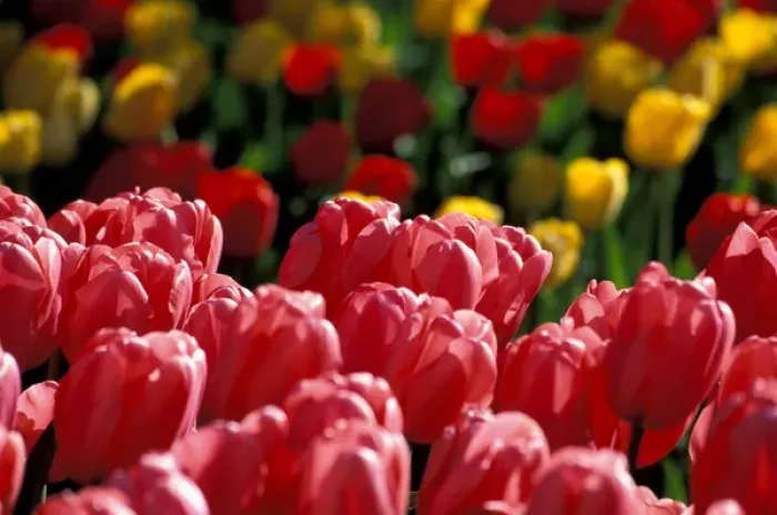 Framed Print : NA, USA, Washington, Skagit Valley, Mount Vernon, Tulips at Roozengaarde display garden
