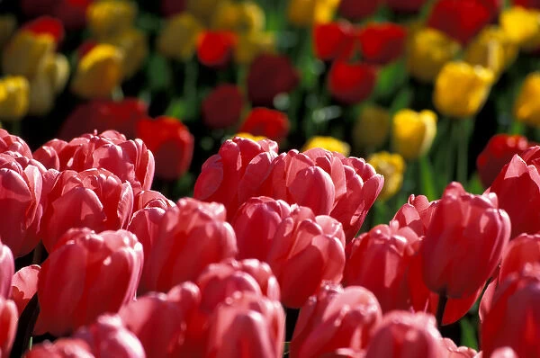 NA, USA, Washington, Skagit Valley, Mount Vernon, Tulips at Roozengaarde display garden