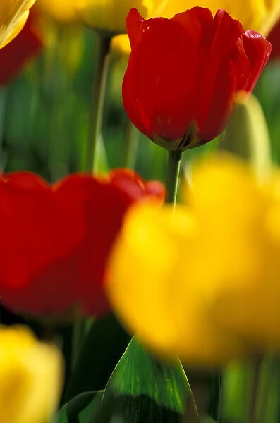 NA, USA, Washington, Skagit Valley, Mount Vernon, Tulips at Roozengaarde display garden