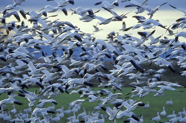 NA, USA, Washington, Skagit Valley Snow geese (Chen caerulescens)