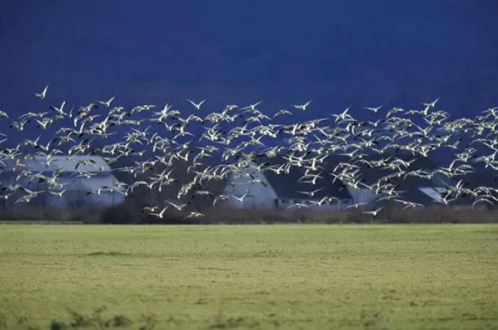 Framed Print : NA, USA, Washington, Skagit Valley Snow geese (Chen caerulescens)