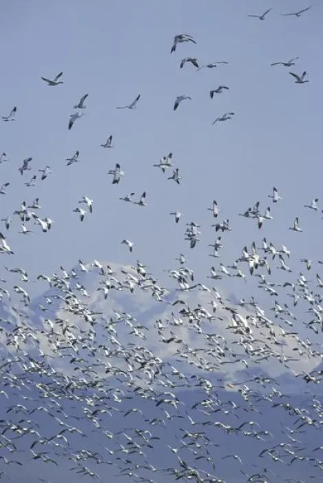 Framed Print : NA, USA, Washington, Skagit Valley Snow geese and Mt. Baker Framed Print : NA, USA, Washington, Skagit Valley Snow geese and Mt. Baker