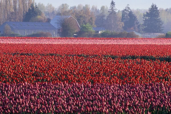 NA, USA, Washington, Skagit Valley, Tulip field
