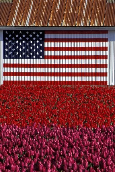 NA, USA, Washington, Skagit Valley, U. S. flag on barn and tulip field