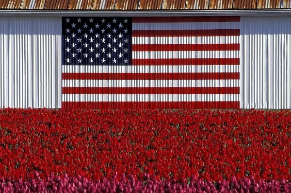 NA, USA, Washington, Skagit Valley, U. S. flag painted on barn and tulip field