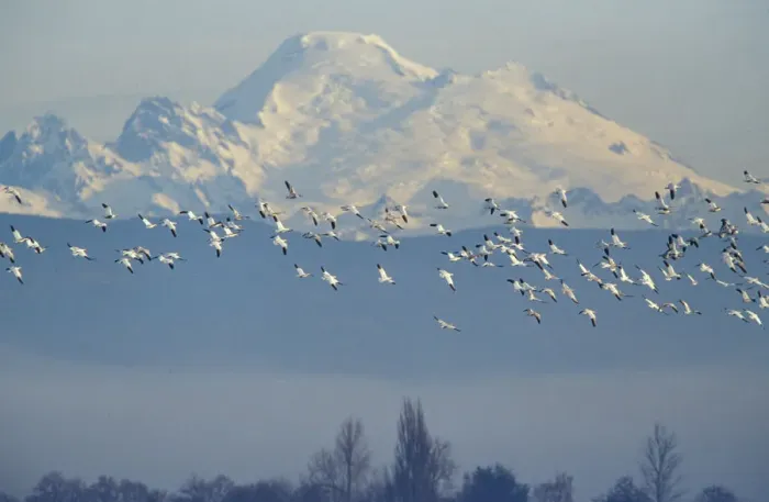 Framed Print : NA, USA, Washington, Skagit Wildlife Management Area. Snow geese (Chen caerulescens)